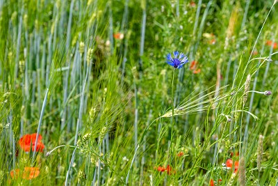 NZ7_2883