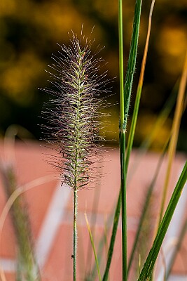 _Z8S0066