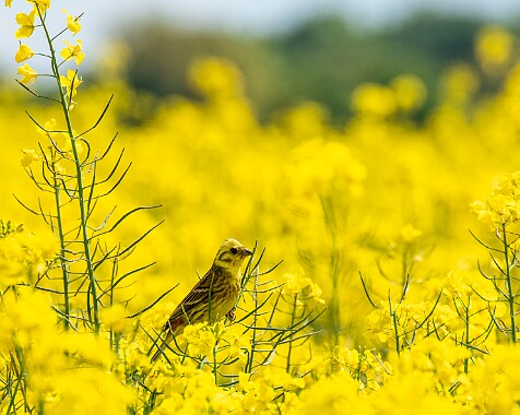 Tiere und Natur
